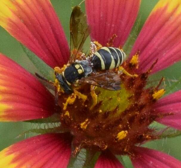 Image of Texas Nomad Bee