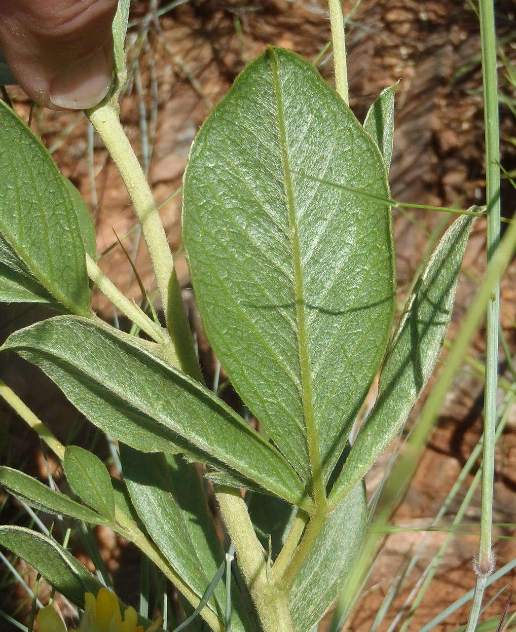 Image of Pearsonia cajanifolia subsp. cajanifolia