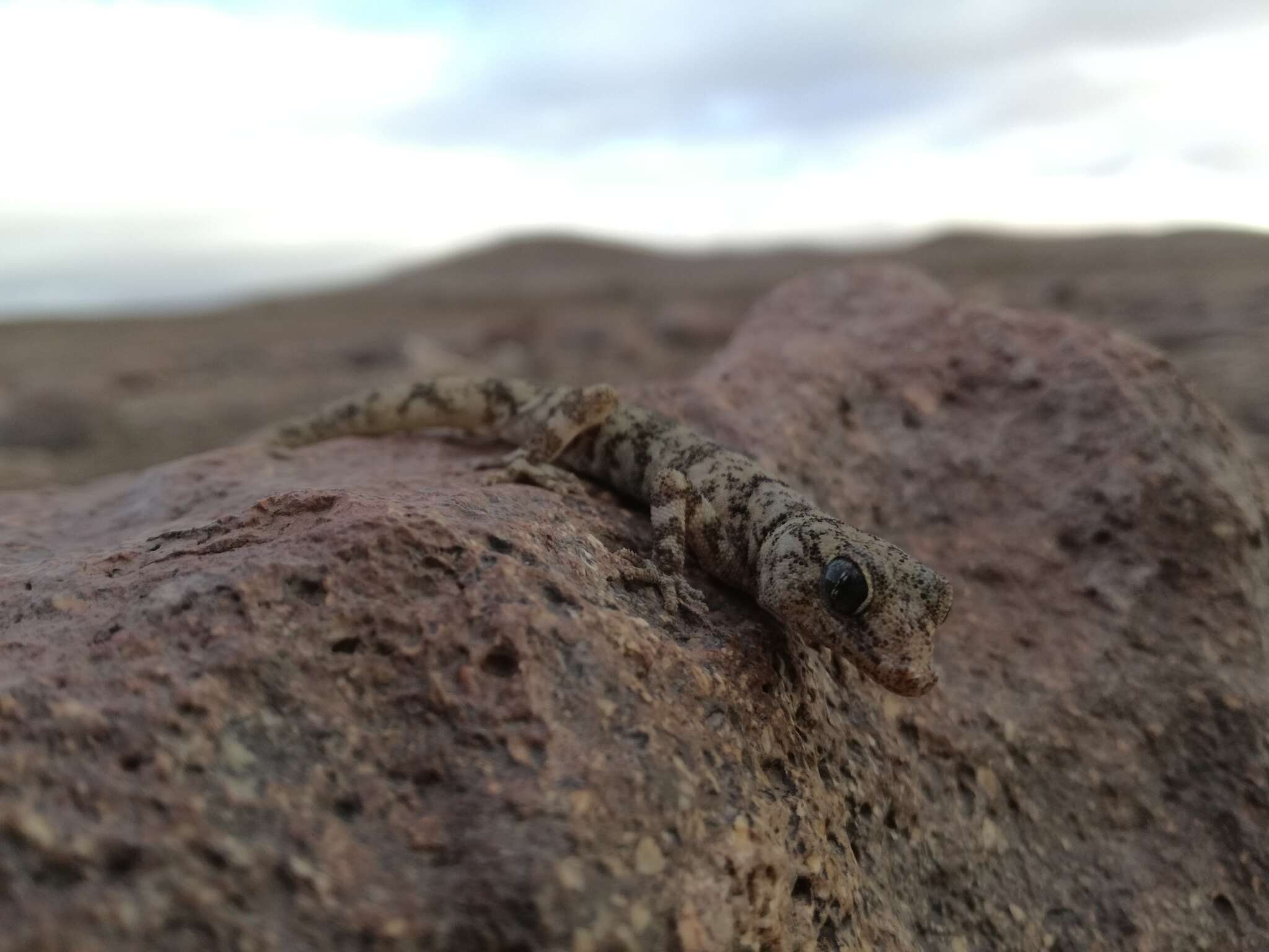 Image of South American Leaf-toed Gecko