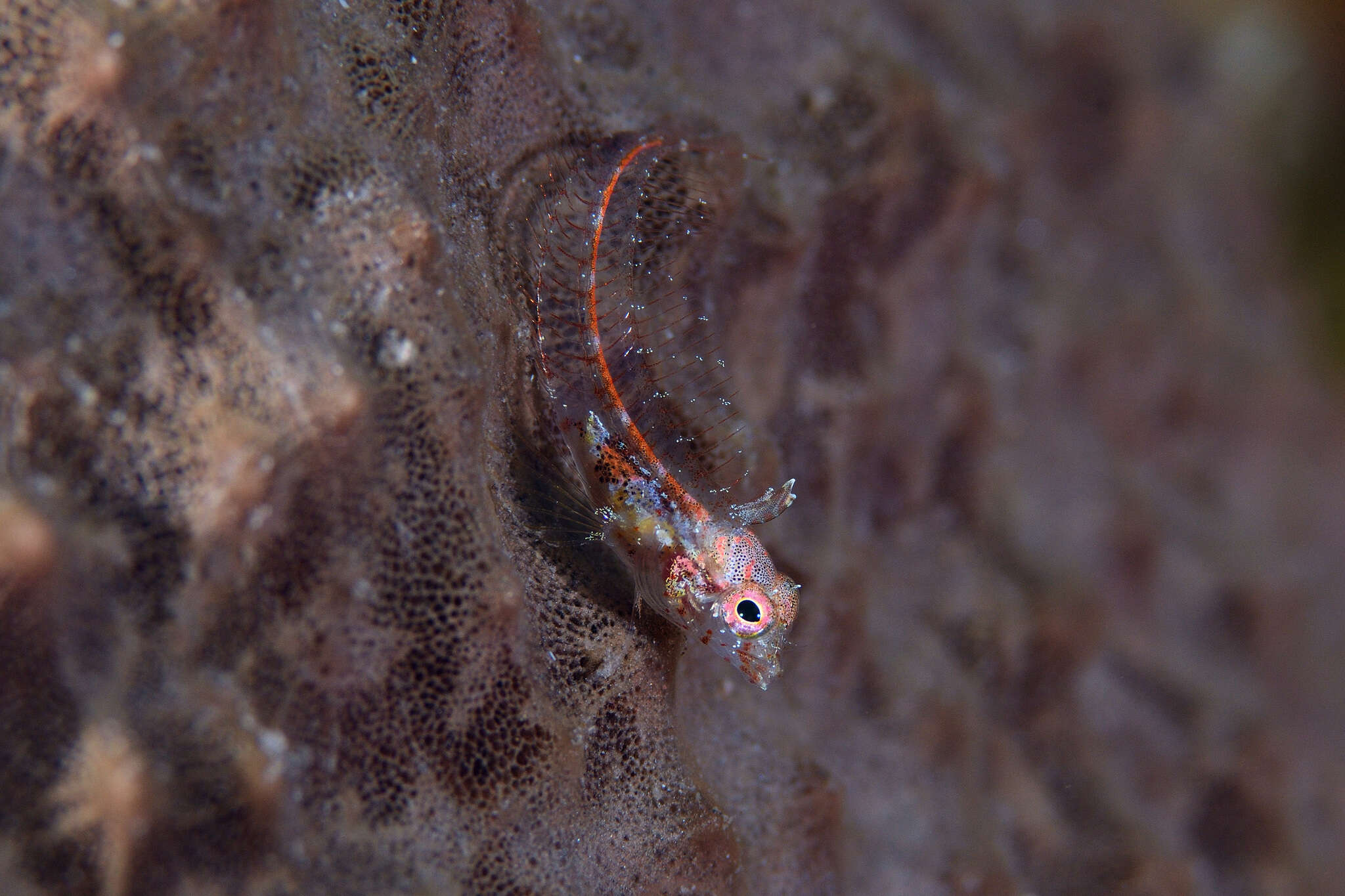 Image of Midnight blenny