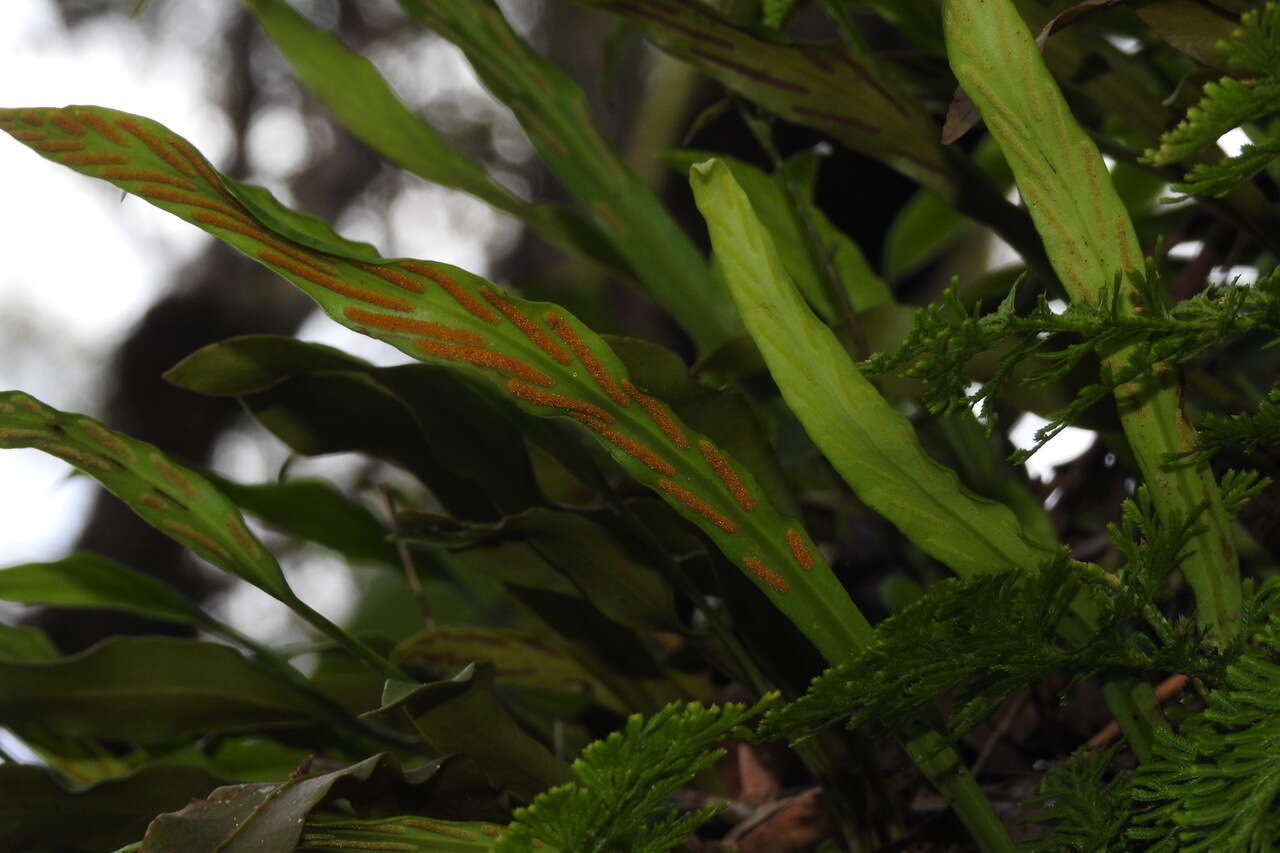 Image of Loxogramme remotefrondigera (Hayata) C. Chr.