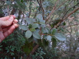 صورة Rhododendron breviperulatum Hayata