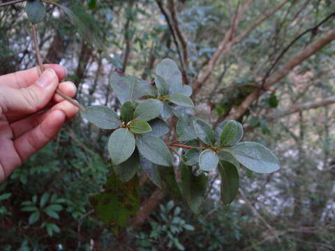 Image of Rhododendron breviperulatum Hayata