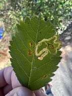 Image of rose leaf miner