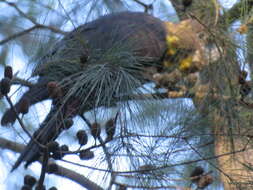 Calyptorhynchus lathami lathami (Temminck 1807) resmi