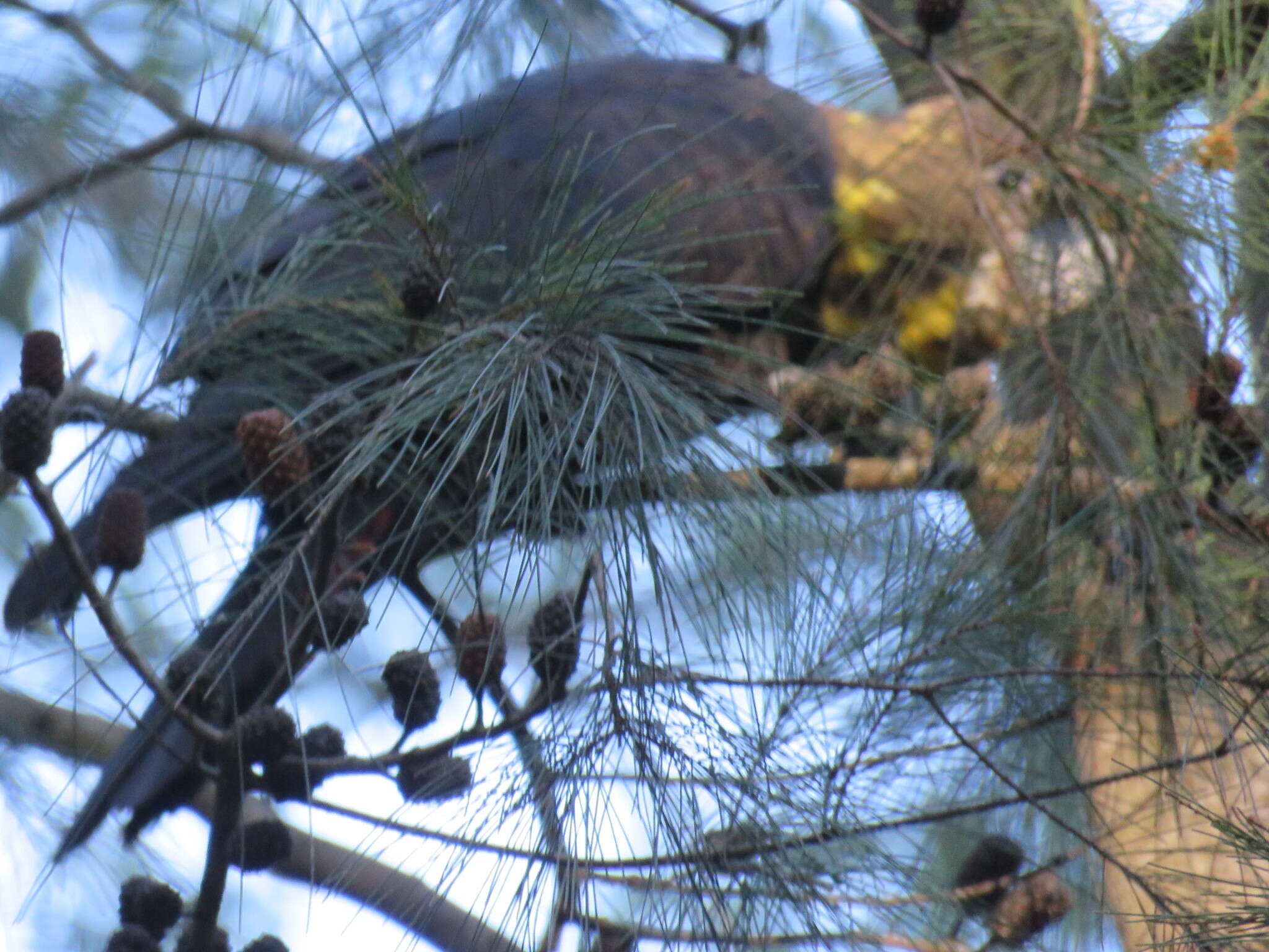 Image of Calyptorhynchus lathami lathami (Temminck 1807)