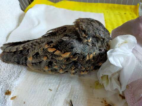 Image of Savanna Nightjar