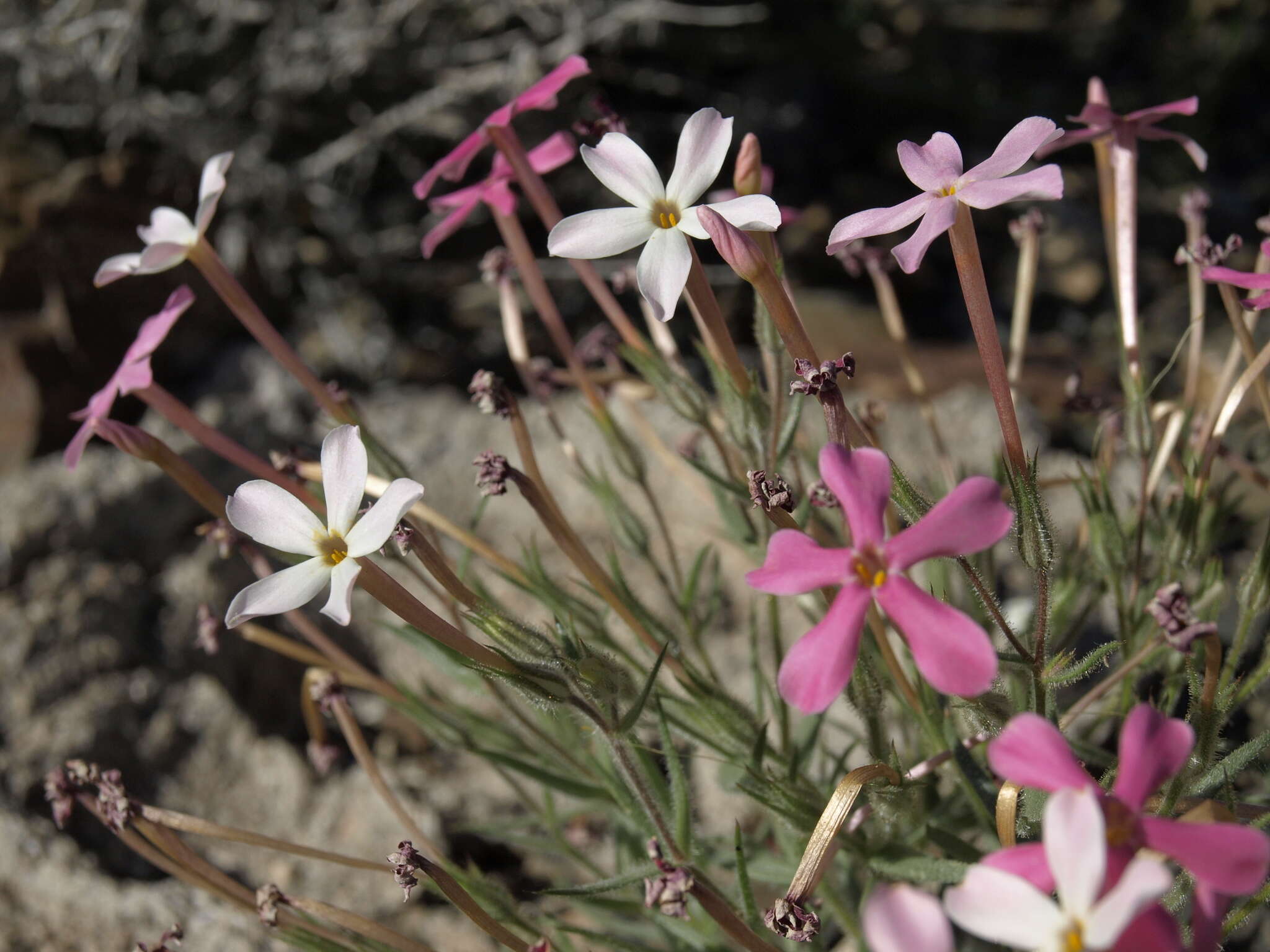 Imagem de Phlox stansburyi subsp. superba (Brand) Wherry