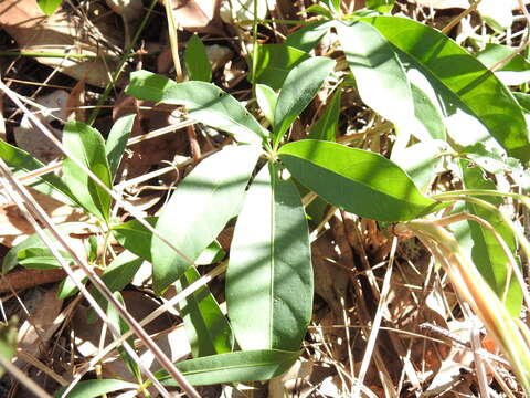 Imagem de Clematicissus opaca (F. Müll.) Jackes & Rossetto