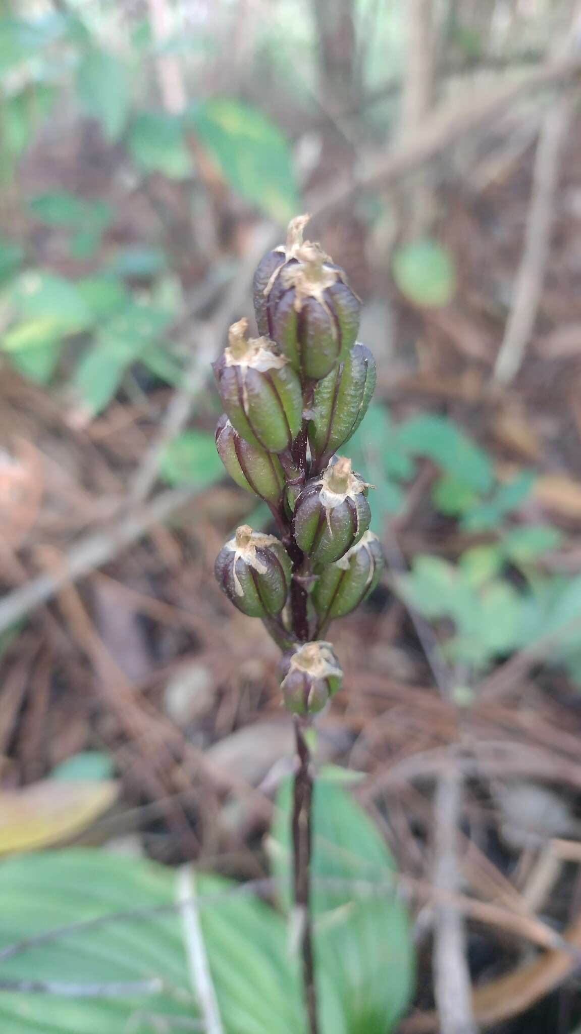 Image of pantropical widelip orchid