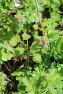 Imagem de Lamium purpureum var. purpureum