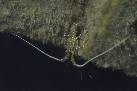 Image of Longlegged Spiny Lobster