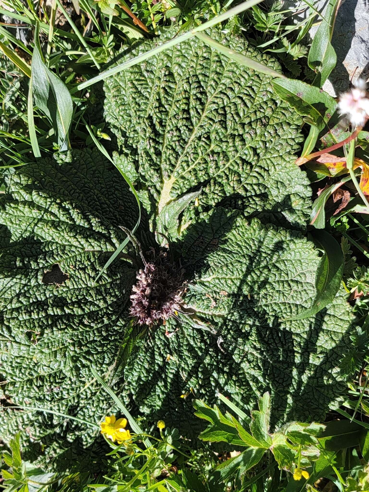 صورة Phlomoides rotata (Benth. ex Hook. fil.) Mathiesen