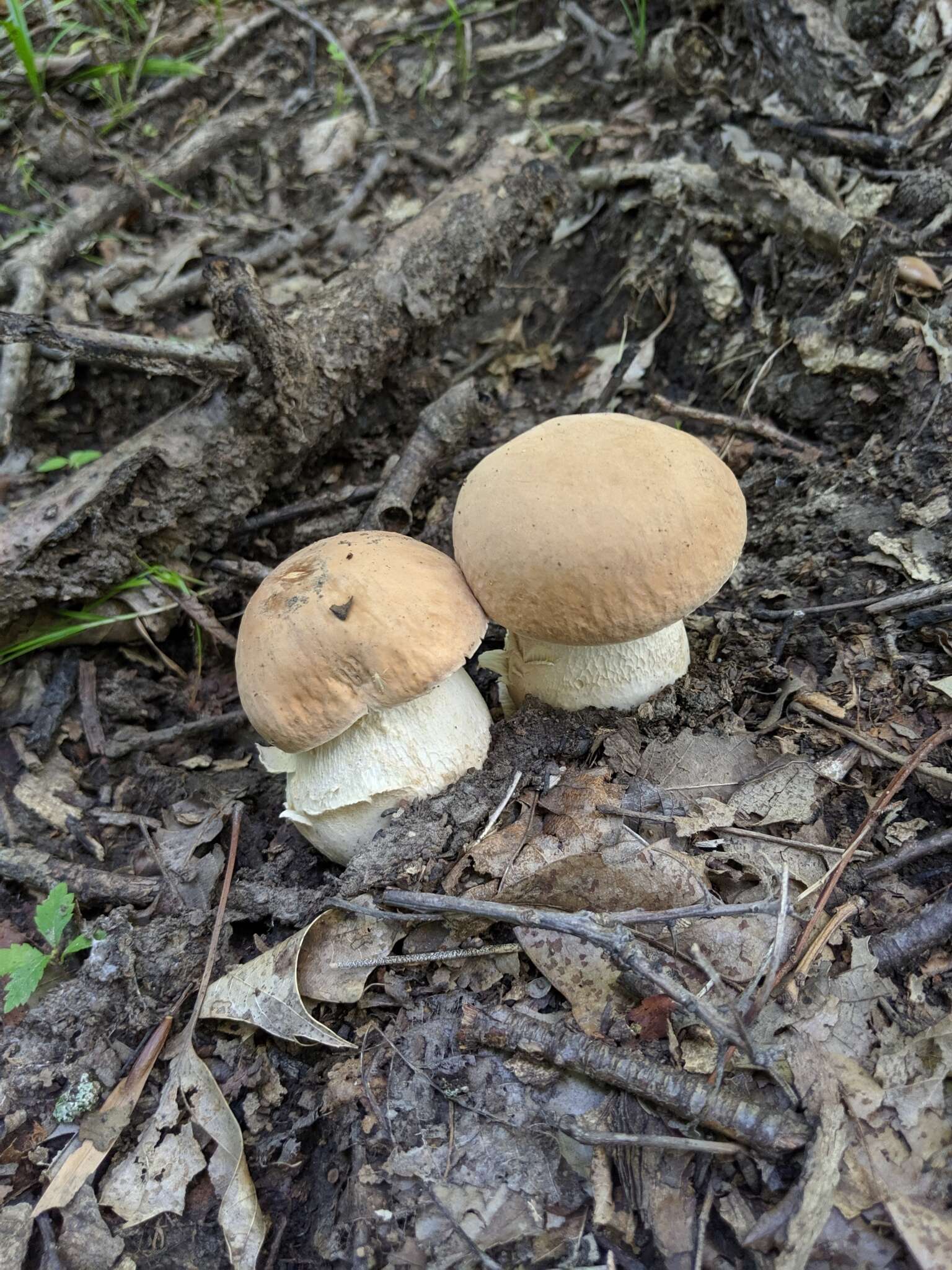 Image of Boletus atkinsonii Peck 1905