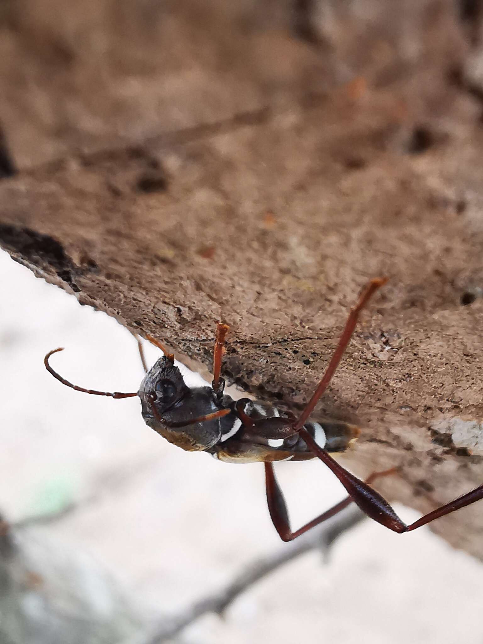 Image of Neoclytus augusti (Chevrolat 1835)