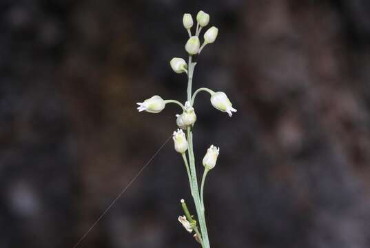 صورة Pennellia tricornuta (Rollins) R. A. Price, C. D. Bailey & Al-Shehbaz