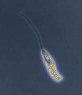Image of Peranema trichophorum