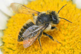 Image of Furry Leaf-cutter Bee
