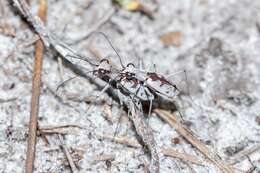Image of Moustached Tiger Beetle