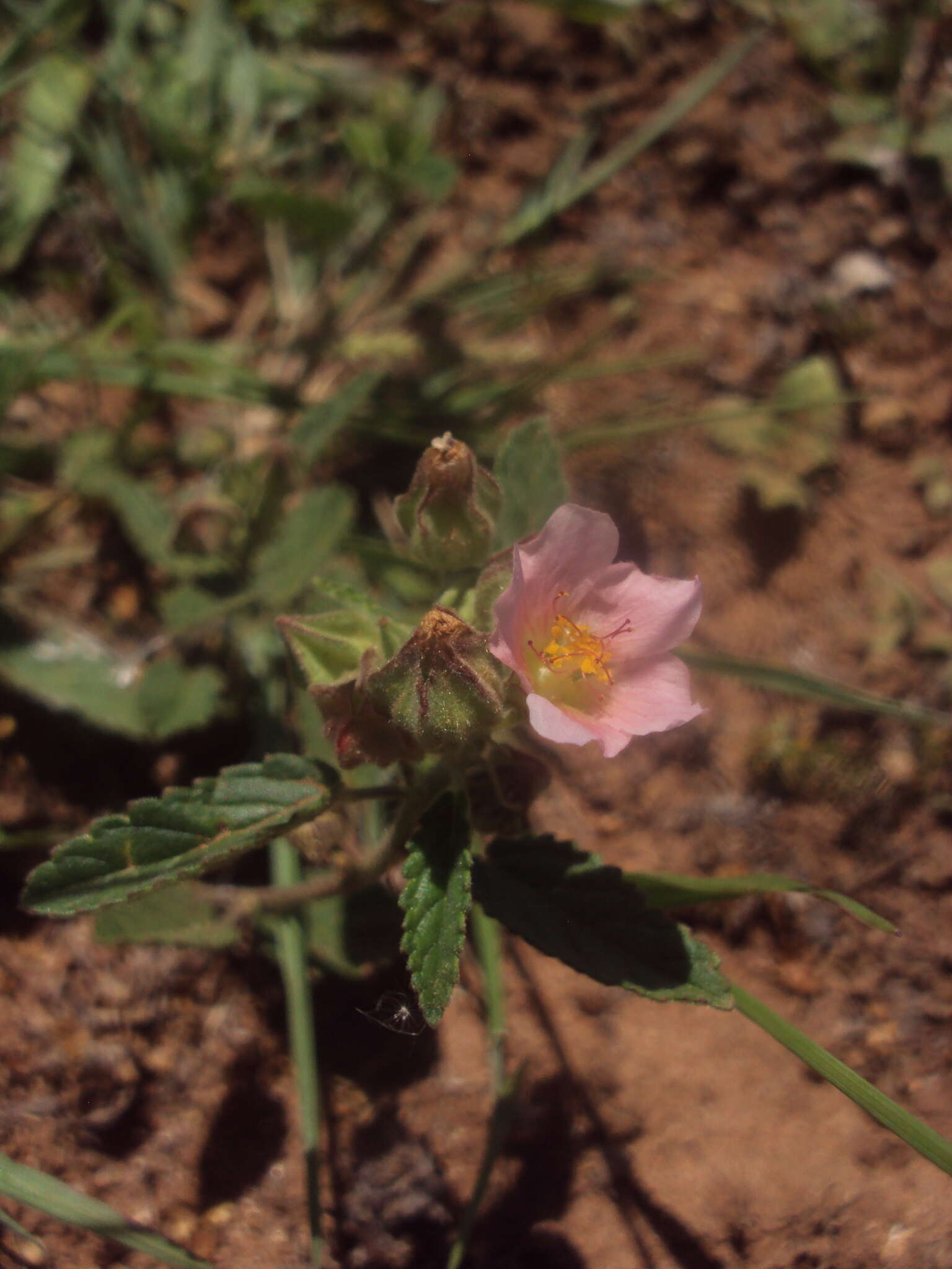 Image of Sida regnellii R. E. Fries