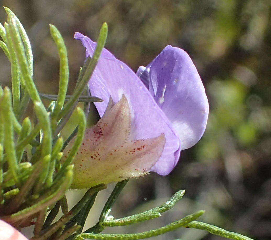 Image of Psoralea speciosa Eckl. & Zeyh.