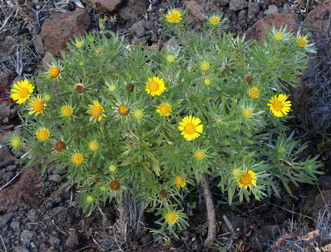 صورة Asteriscus graveolens subsp. stenophyllus (Link) W. Greuter