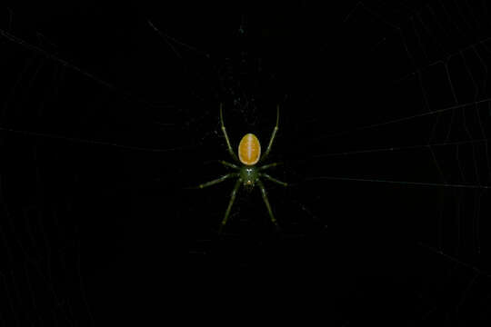 Sivun Araneus viridisomus Gravely 1921 kuva