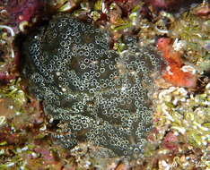 Image of Mottled Encrusting Tunicate