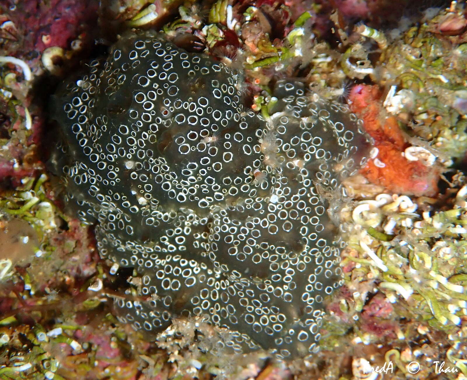 Image of Mottled Encrusting Tunicate