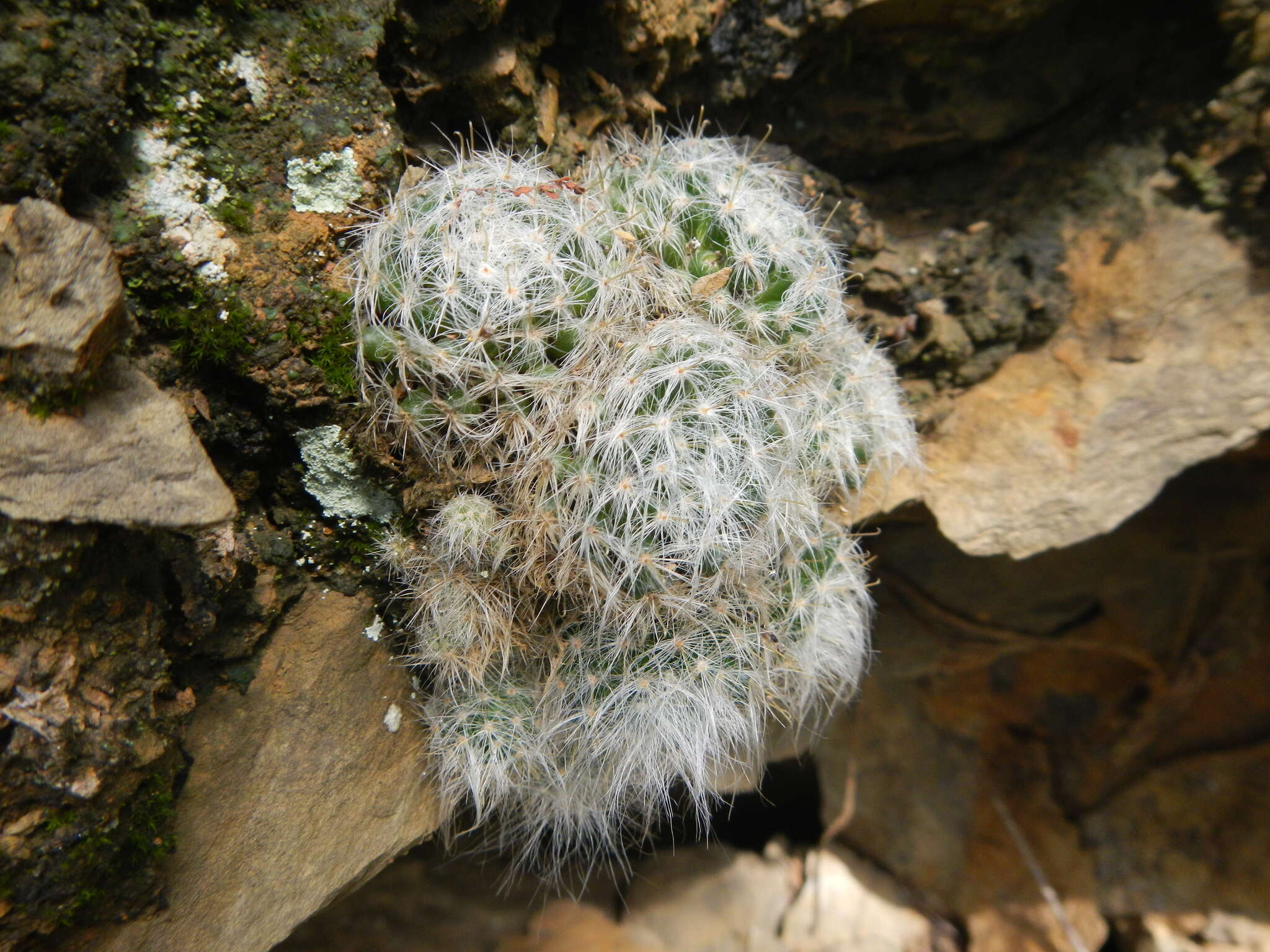 Image of Mammillaria glassii subsp. glassii
