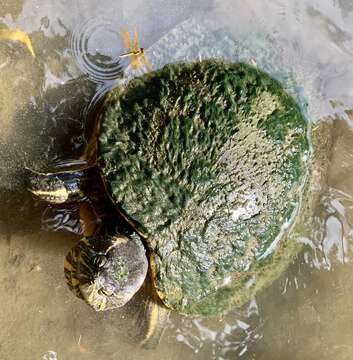 Image of Trachemys grayi panamensis Mccord, Joseph-Ouni, Hagen & Blanck 2010