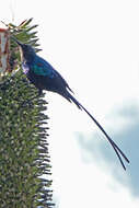 Image of Red-tufted Sunbird