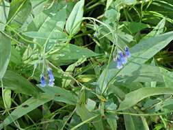 Image of Franciscan Bluebells