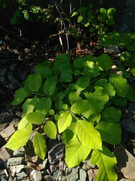 Image of Fraxinus chinensis subsp. rhynchophylla (Hance) A. E. Murray