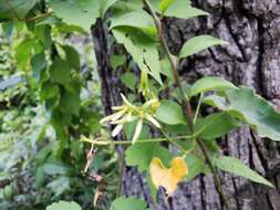 Image of Matelea calcarata (R. E. Woodson) R. E. Woodson