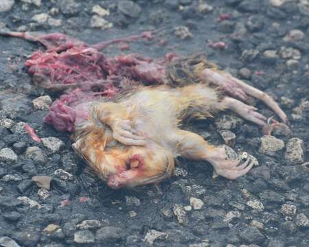 Image of Texas Pocket Gopher