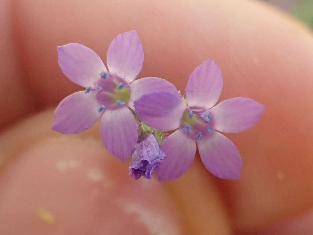 Image of California gilia