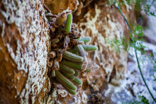 Image of Pilosocereus parvus (Diers & Esteves) P. J. Braun & Esteves