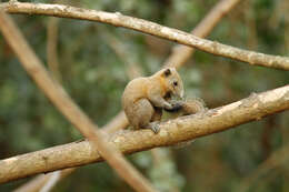 Image of Gray-bellied Squirrel