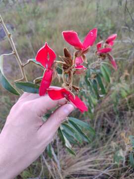 Image of Collaea speciosa (Loisel.) DC.