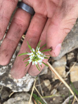 Image of field pennycress