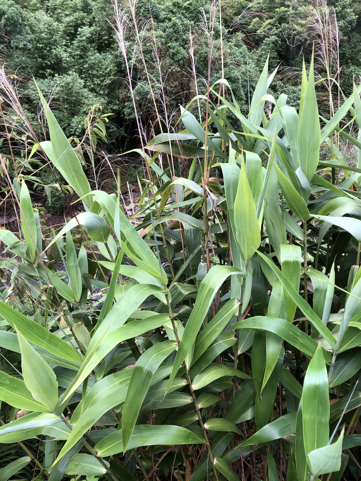 Image of tiger grass