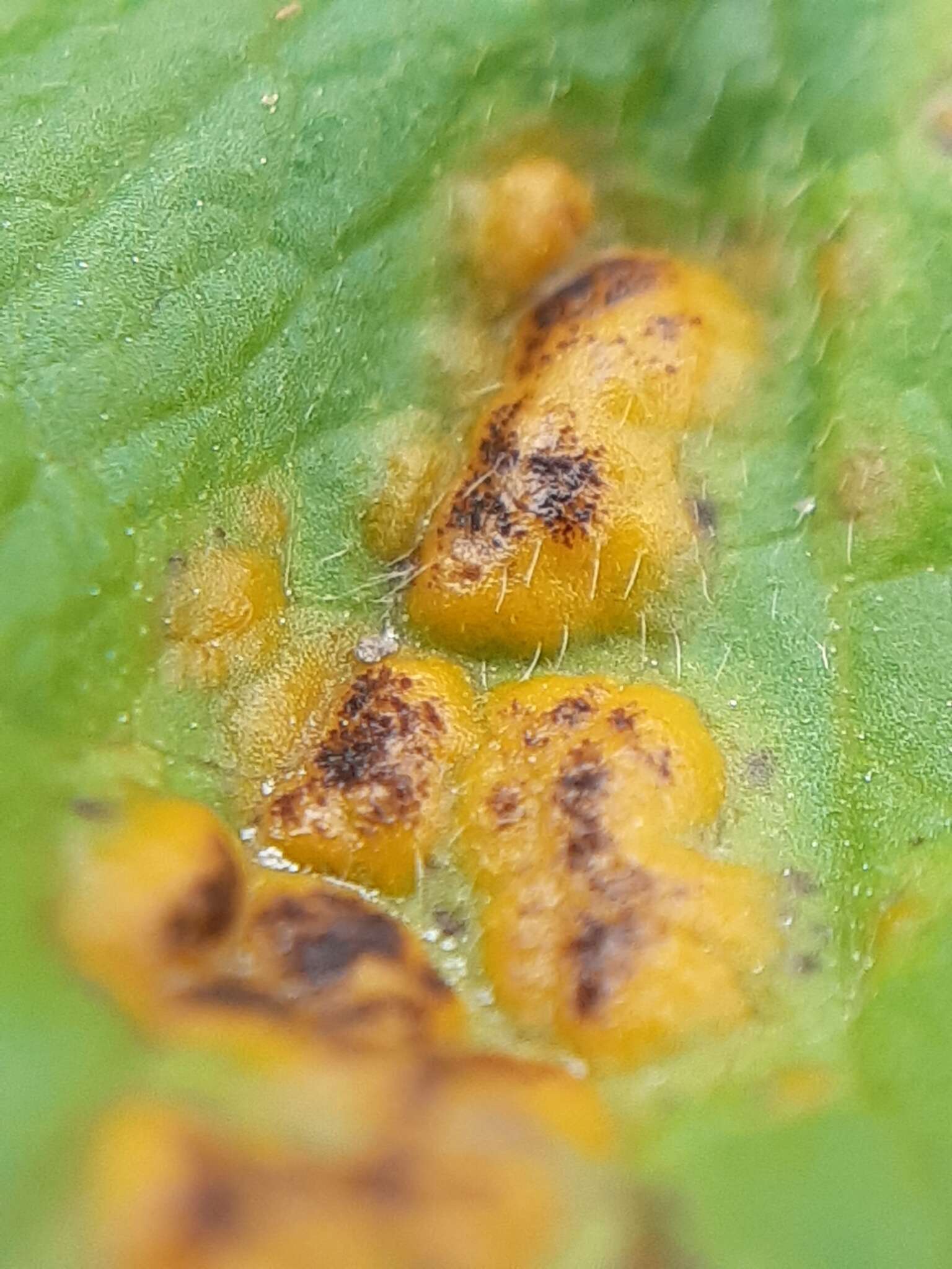 Imagem de Puccinia ustalis Berk. 1854