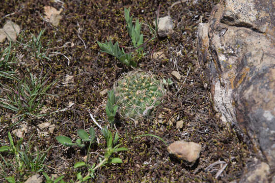 Echinopsis tiegeliana (Wessner) D. R. Hunt resmi