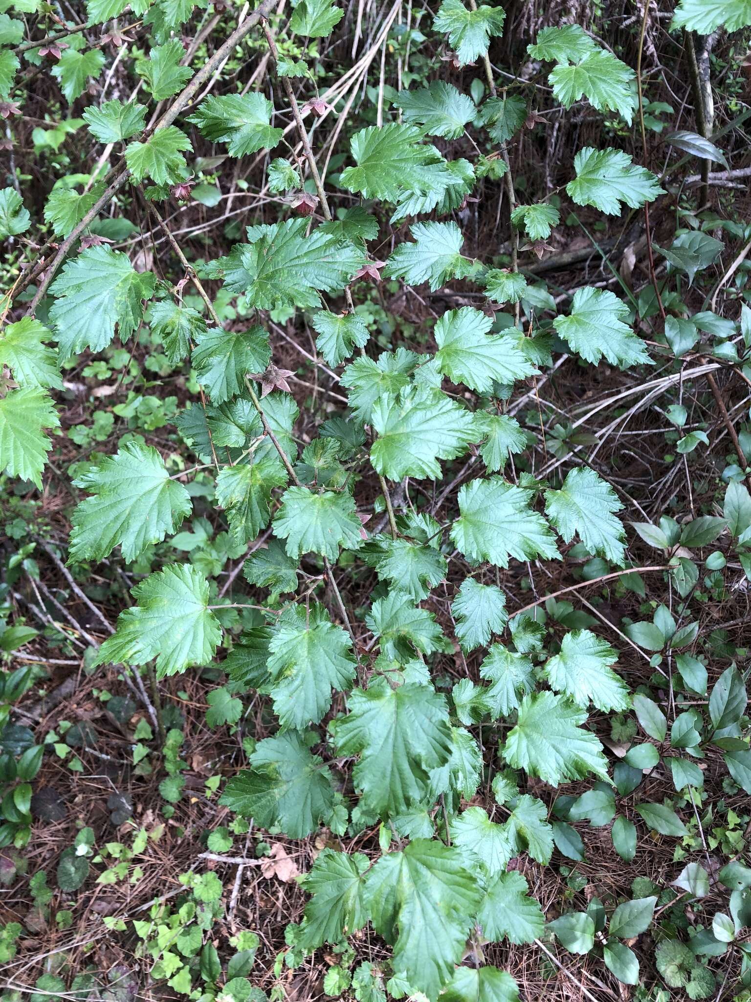 Sivun Rubus taitoensis Hayata kuva