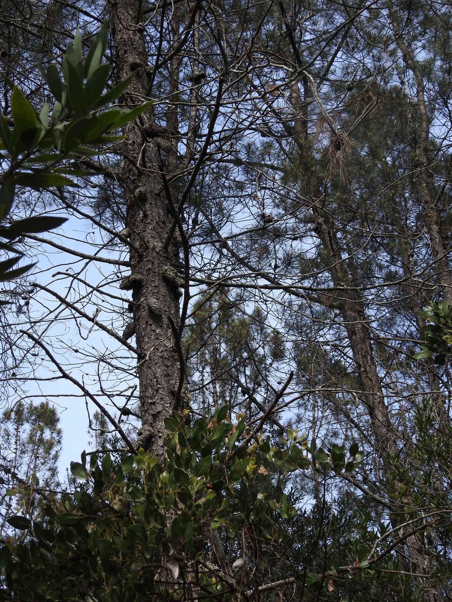 Imagem de Pinus attenuata Lemmon