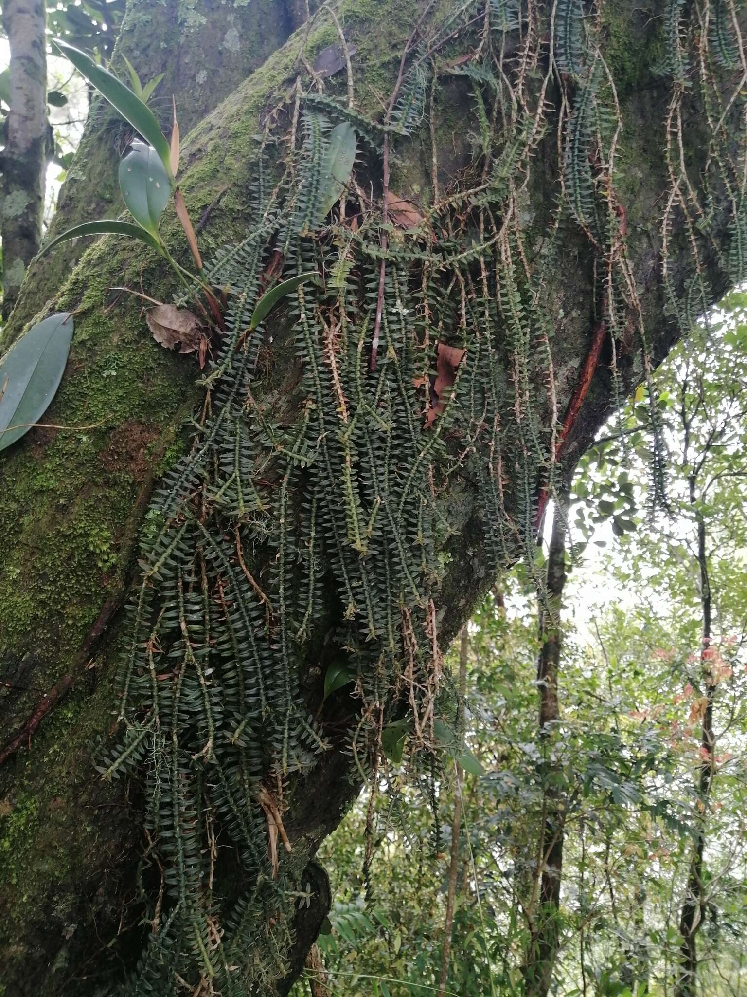 Dichaea muricatoides Hamer & Garay的圖片