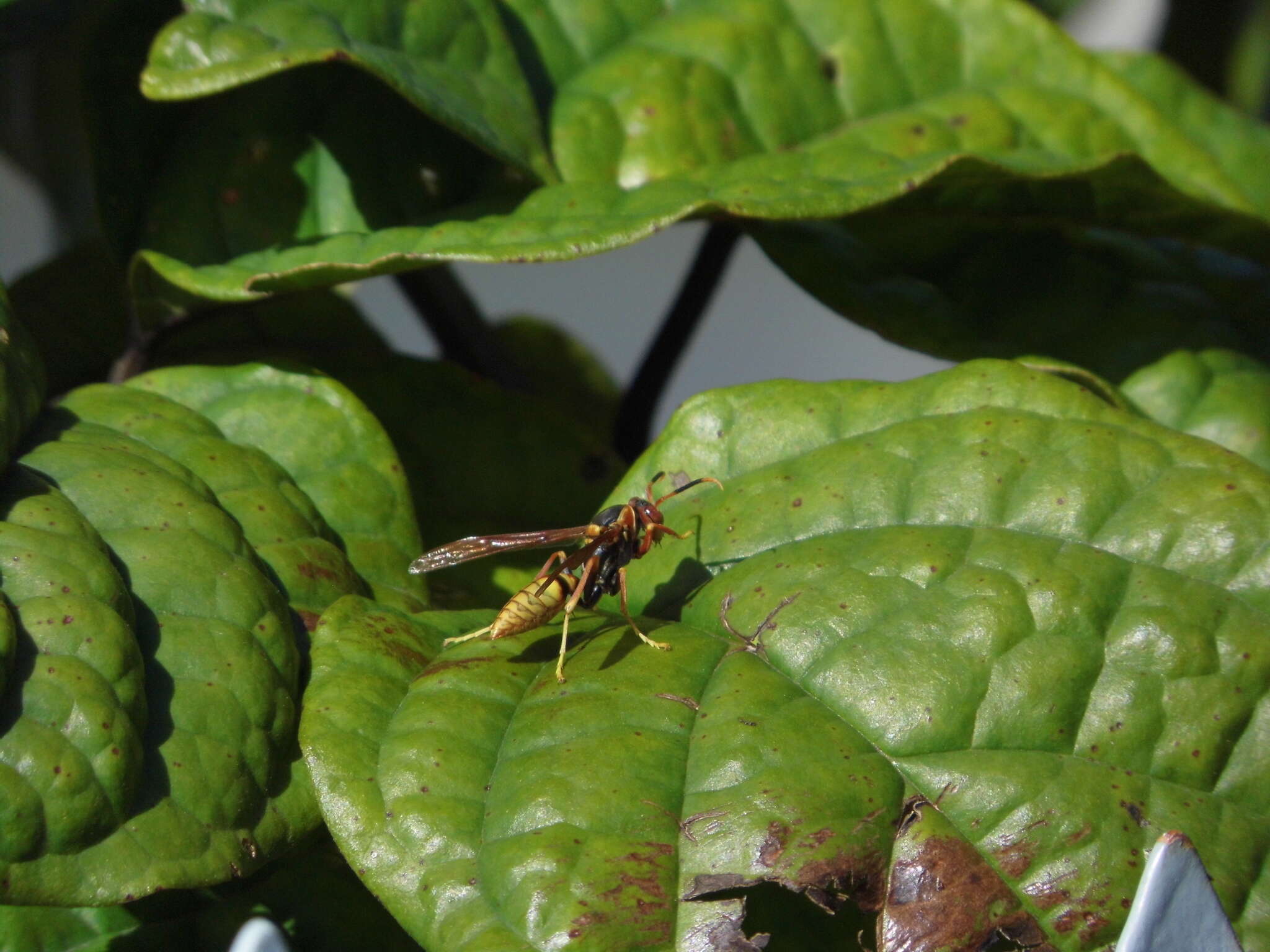 Image of Polistes cavapytiformis Richards 1978