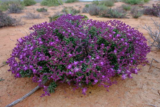 Imagem de Eberlanzia dichotoma (L. Bol.) H. E. K. Hartmann