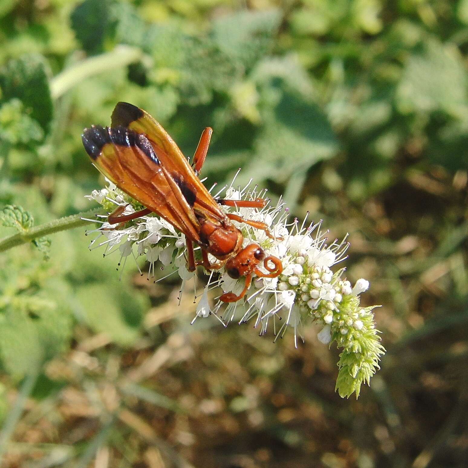 صورة Hemipepsis mauritanica (Linnaeus 1767)